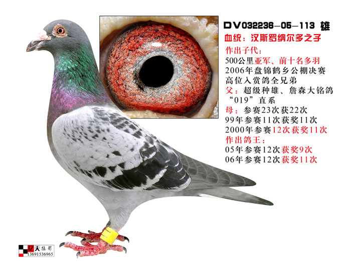 汉斯罗纳尔多之子