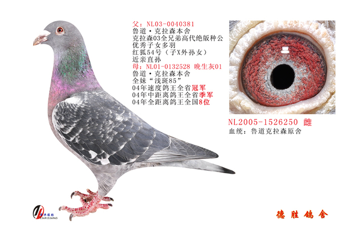 德胜鸽舍