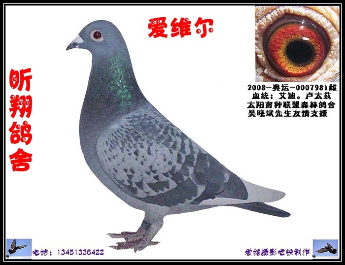 艾维尔