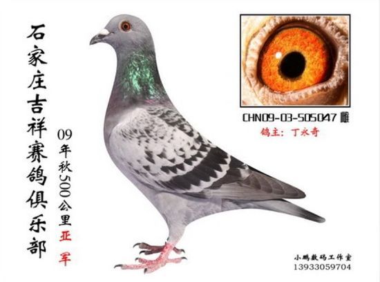 特留种鸽