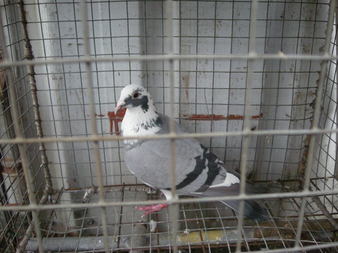 恩格斯