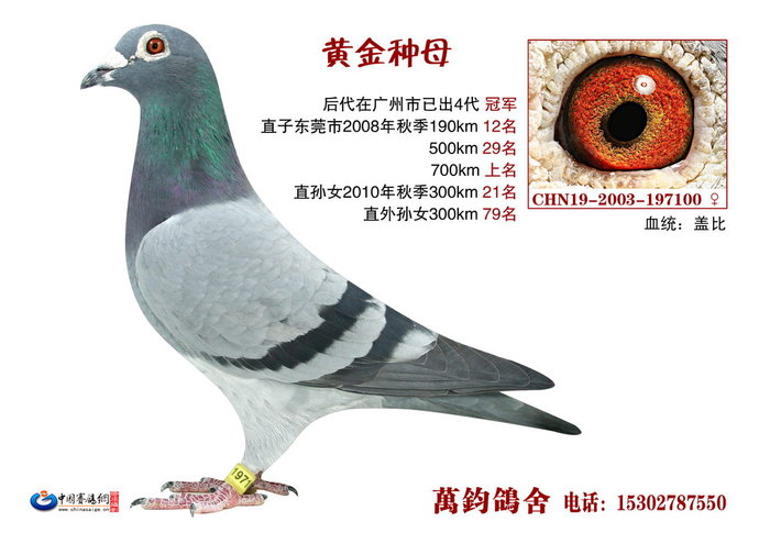 基础种鸽
