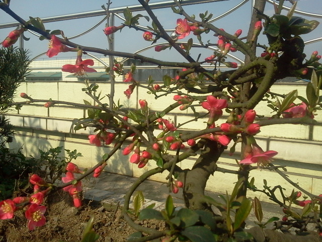 又是一年花开时3