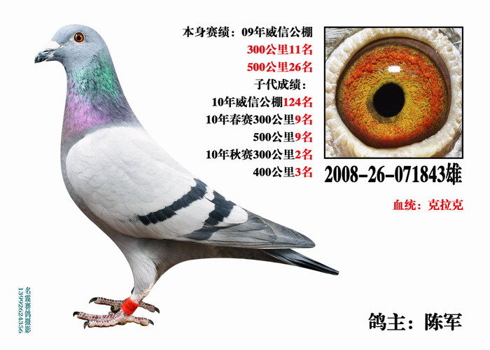 威信双关鸽王