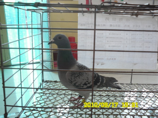 2010-05-344480决赛85名