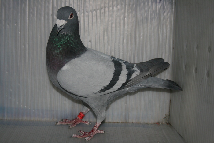 东城350公里冠军