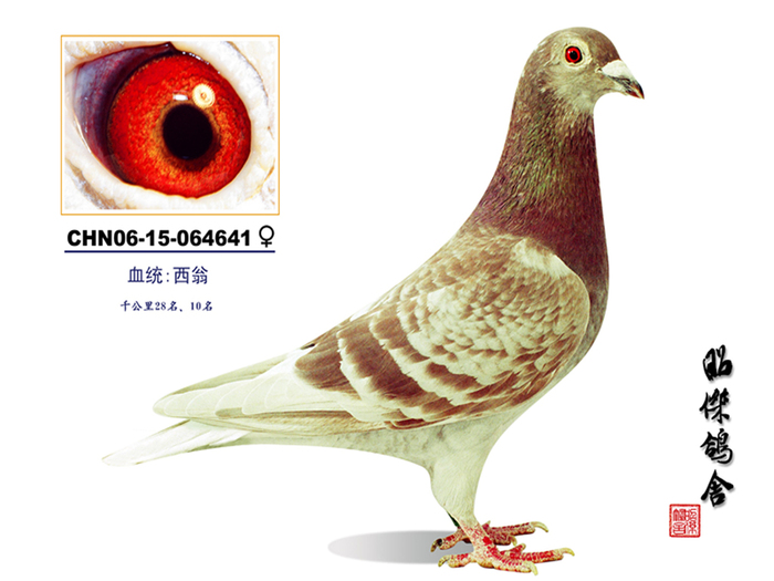 西翁家族