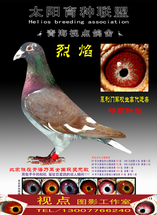 我的种鸽