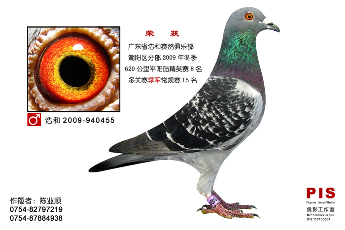 业顺鸽舍《季军》