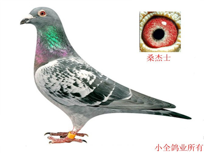 桑杰士