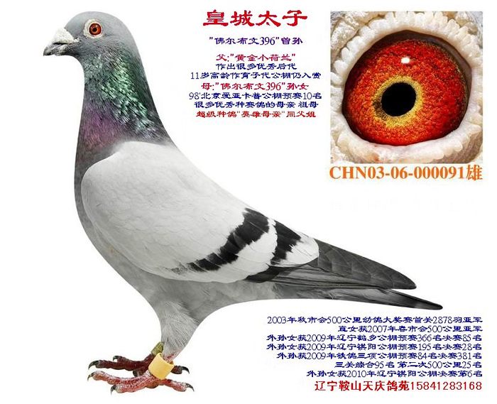 皇城太子--佛尔布文396曾孙
