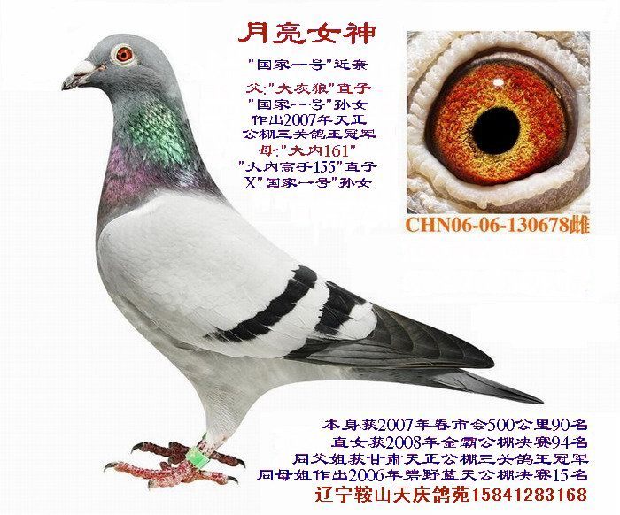 月亮女神--国家一号直子"大灰狼"孙女