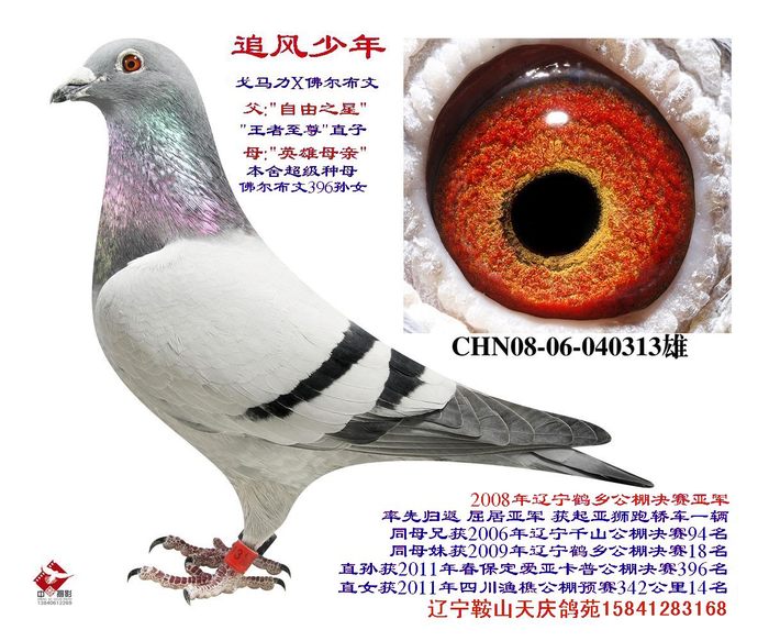 追风少年-(自由之星X英雄母亲)直子