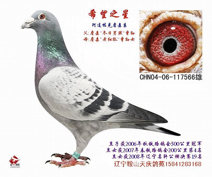 希望之星--冬日男孩曾孙