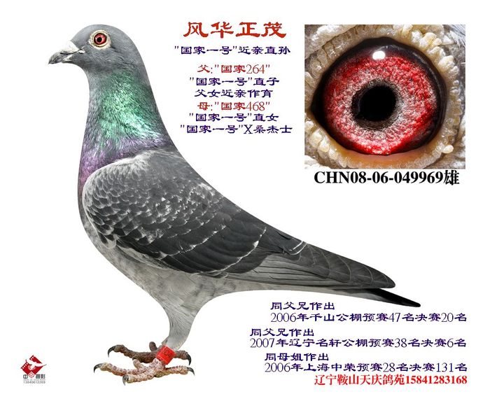 风华正茂--国家264X国家468