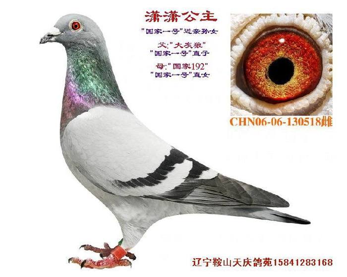 潇潇公主--大灰狼直女