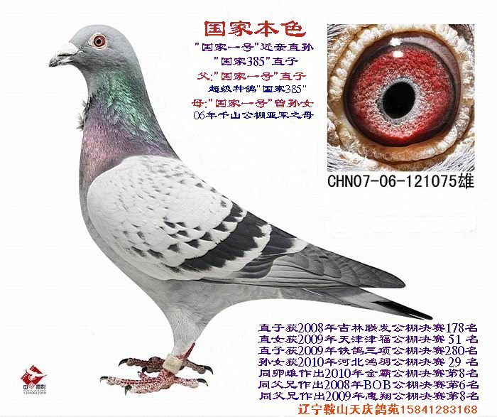 国家本色--国家385直子