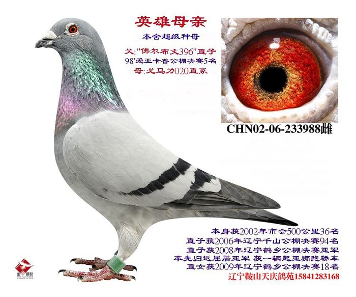 英雄母亲--佛尔布文396直孙女