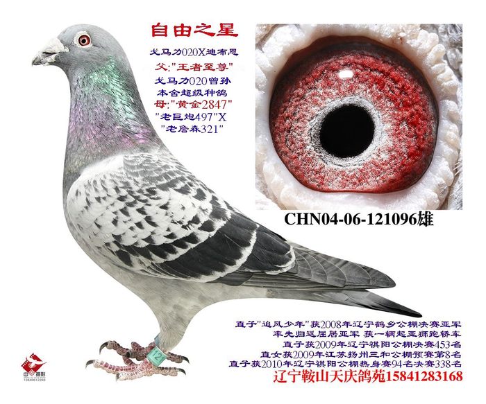 自由之星--王者至尊直子