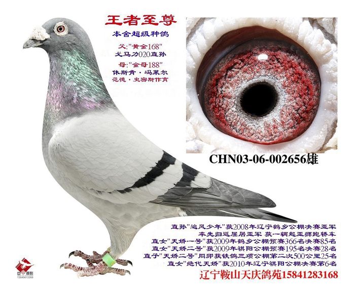 王者至尊--戈马利020曾孙
