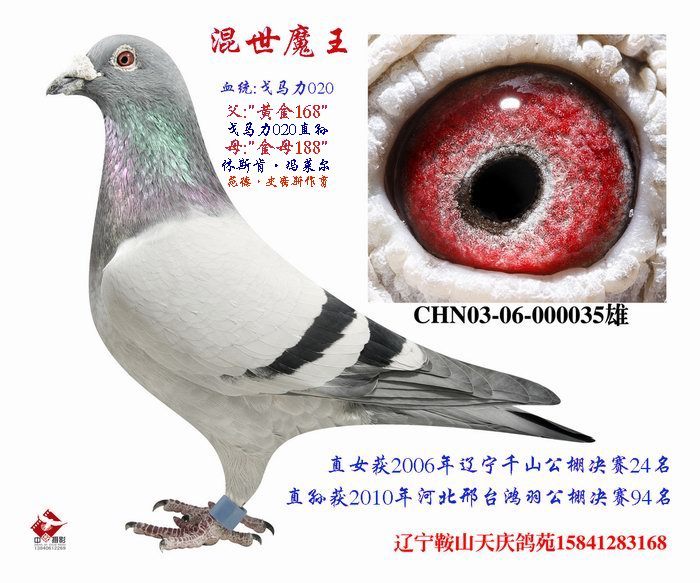 混世魔王--戈马利020曾孙