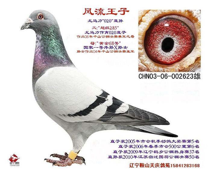 风流王子--戈马利020直孙