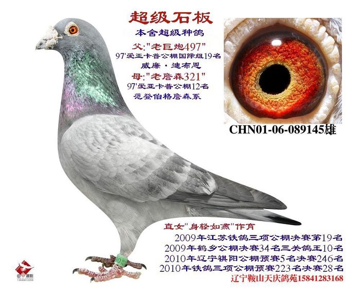 超级石板--本舍超级种鸽