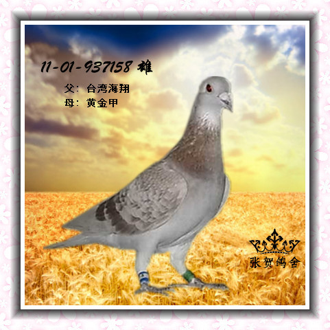 黄金甲*台湾海翔
