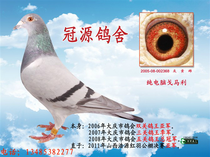 电脑戈马利