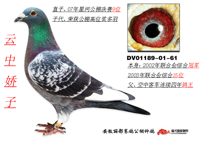 云中娇子