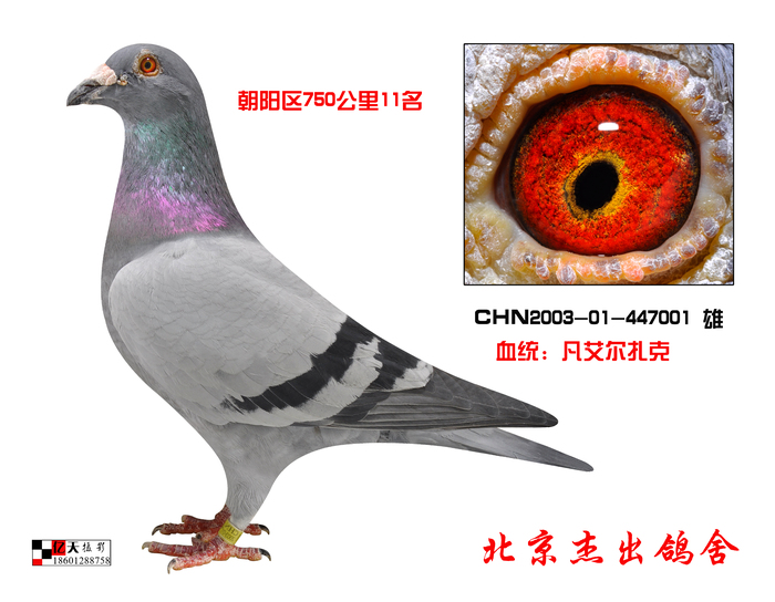 艾尔扎克