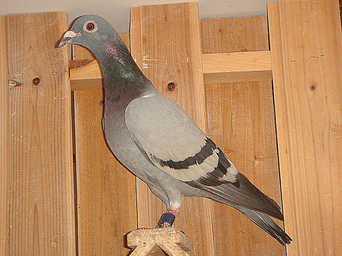 10年北戴河金岛公棚参赛一羽，获预赛70名（赢得奖金2万余元）