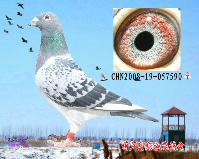 冬飞
