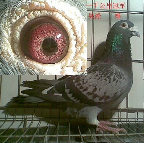 一千公里冠军