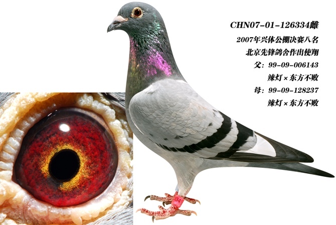 东方不败334