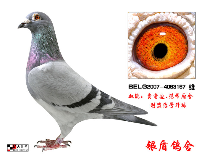 本舍基础种鸽