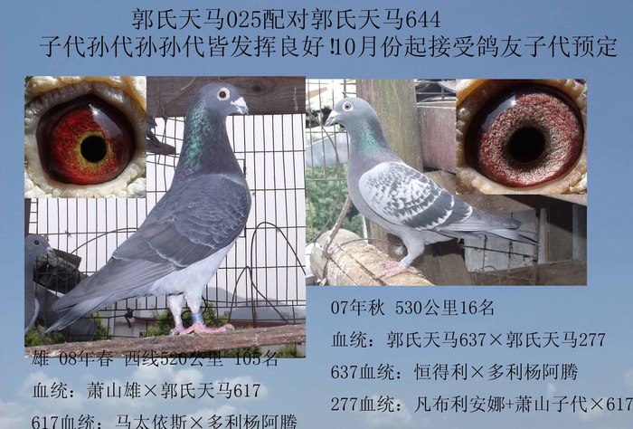 郭氏天马实战家族