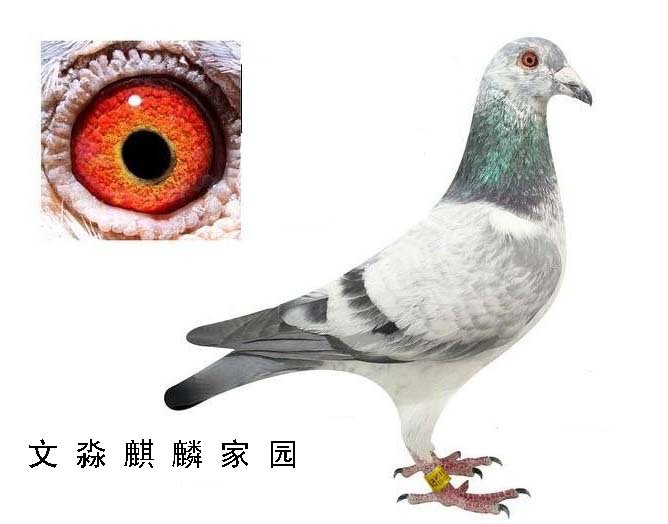 苍白王子