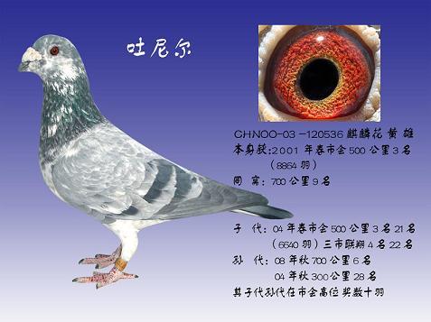 吐尼尔