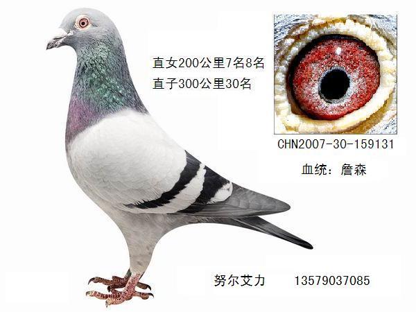 詹森