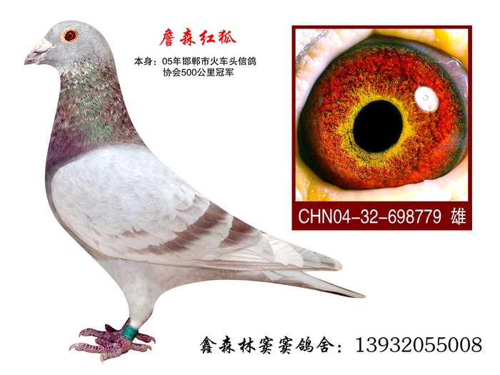 红狐冠军