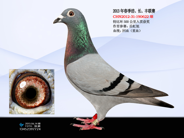 赛鸽