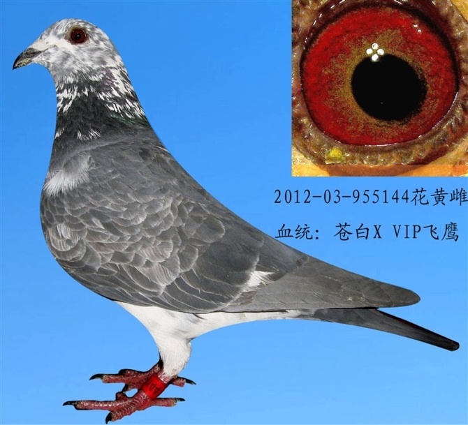 2013年春季400公里8名