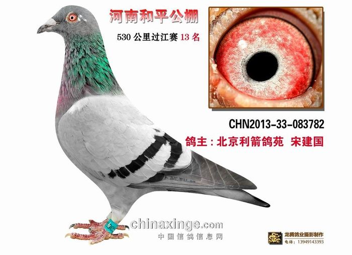 利箭 4