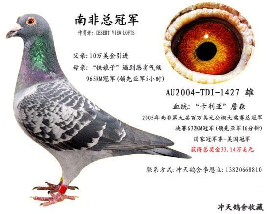 南非总冠军