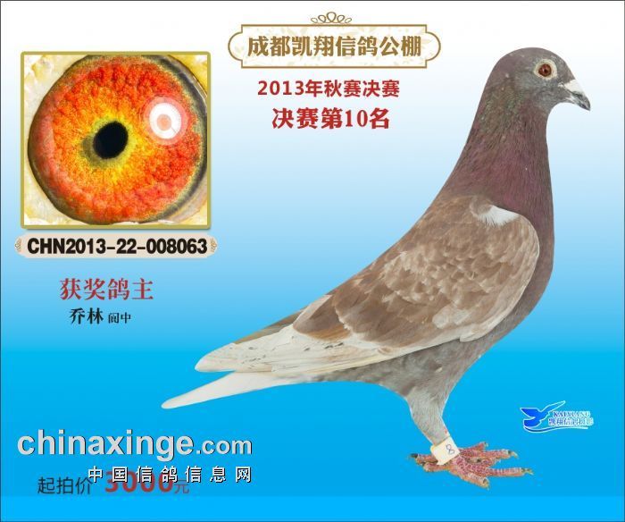 公棚赛季