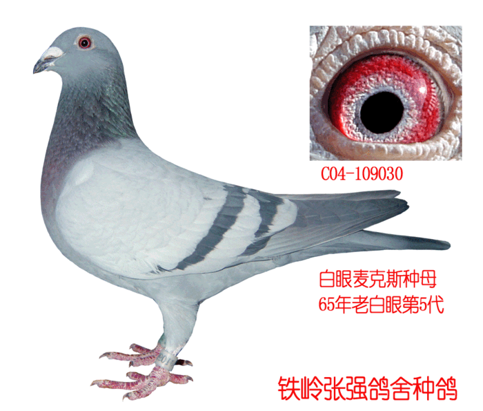 白眼麦克斯种母