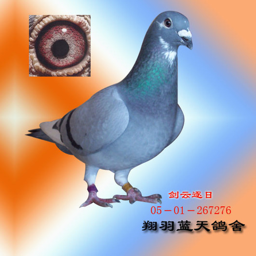 500公里冠军