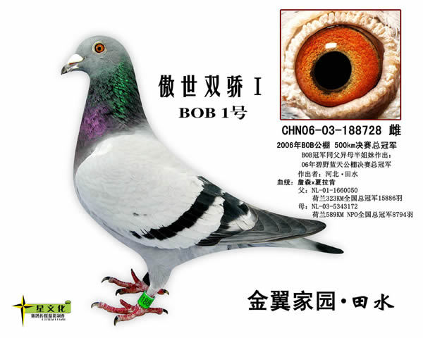 傲世双骄Ⅰ BOB1号