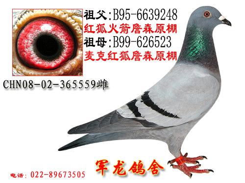 红狐火箭